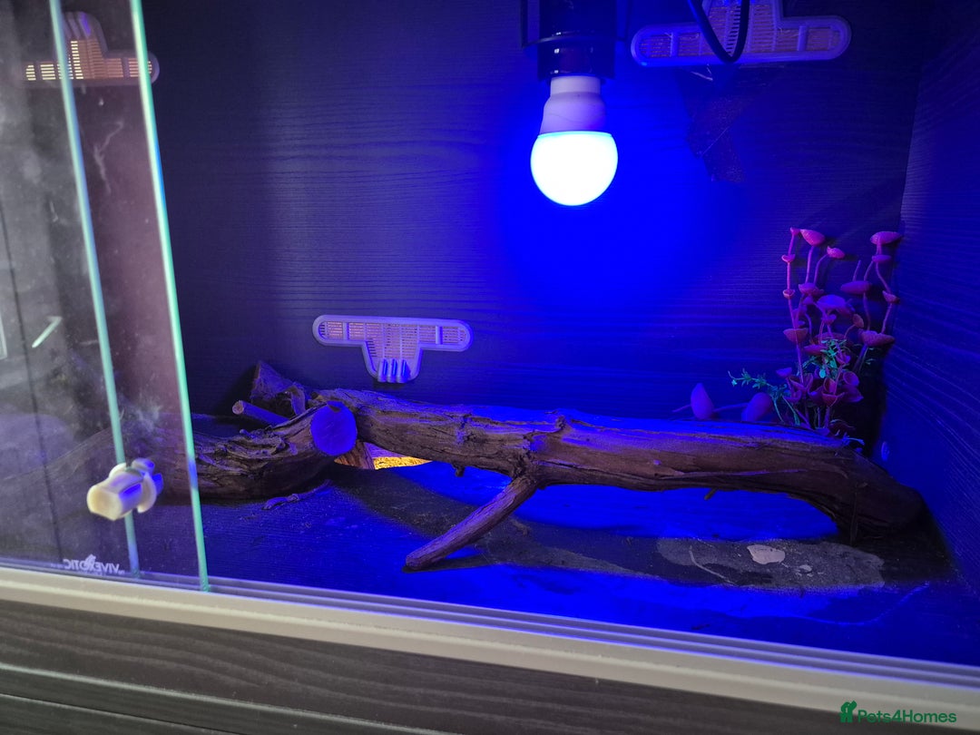 Snake reptiles for sale:  very tame banana pastel ball python and enclosure - Image 3