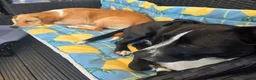 Mixed Breed dogs for adoption: Tommy deserves his forever in Havant - Advert 5