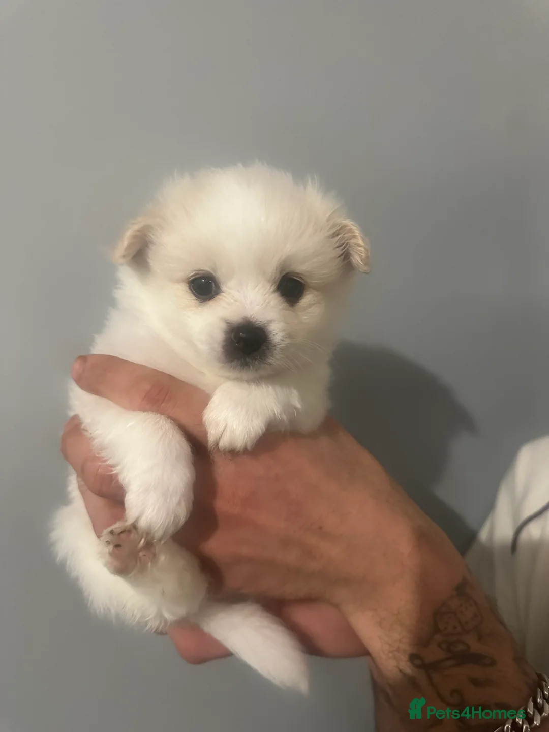 Pomeranian dogs for sale: Beautiful Pomeranian Puppies - Advert 16