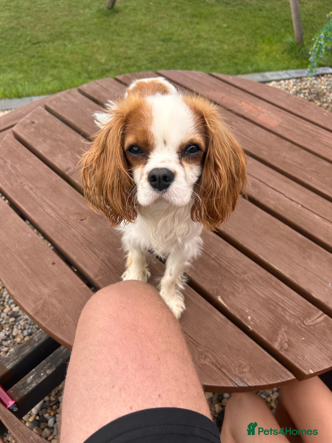 Cavalier King Charles Spaniel dogs for stud: Beautiful king - Image 3
