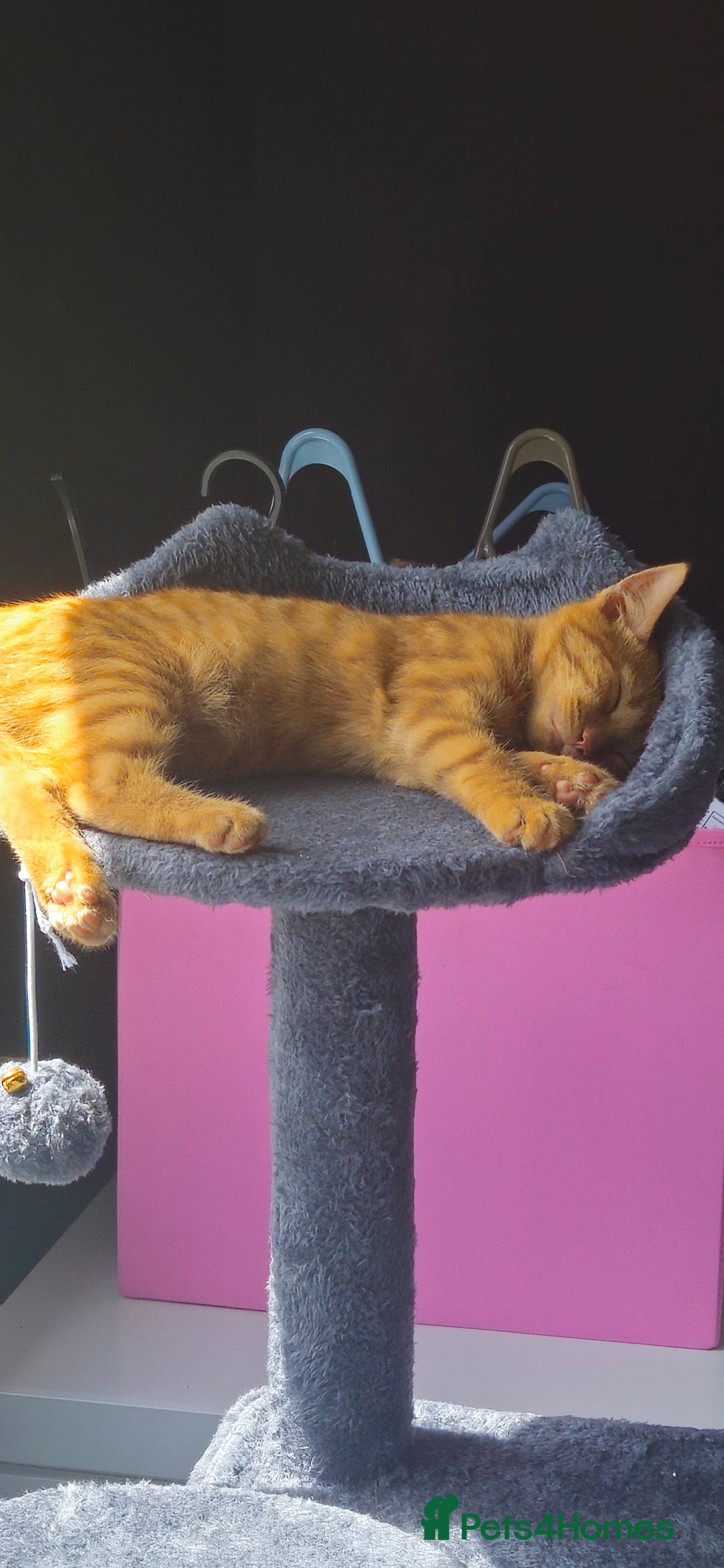 Mixed Breed cats for sale: 2 kittens  - Image 2