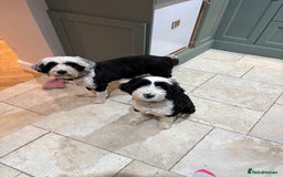 Tibetan Terrier dogs for sale: KC fully health tested exceptionally bred Tibetan  - Advert 9