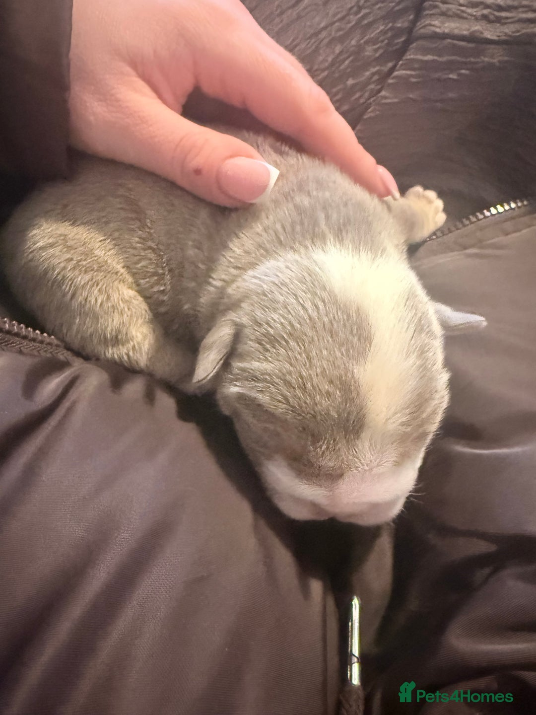 English Bulldog dogs for sale: 4 beautiful strong puppies - Advert 26