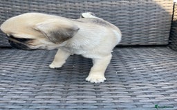 Pug dogs for sale: Pug Puppies  - Image 28