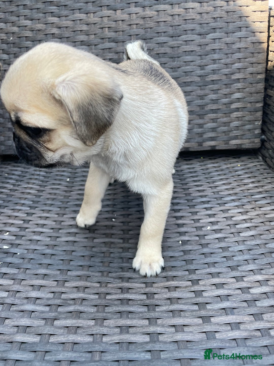 Pug dogs for sale: Pug Puppies  - Image 28
