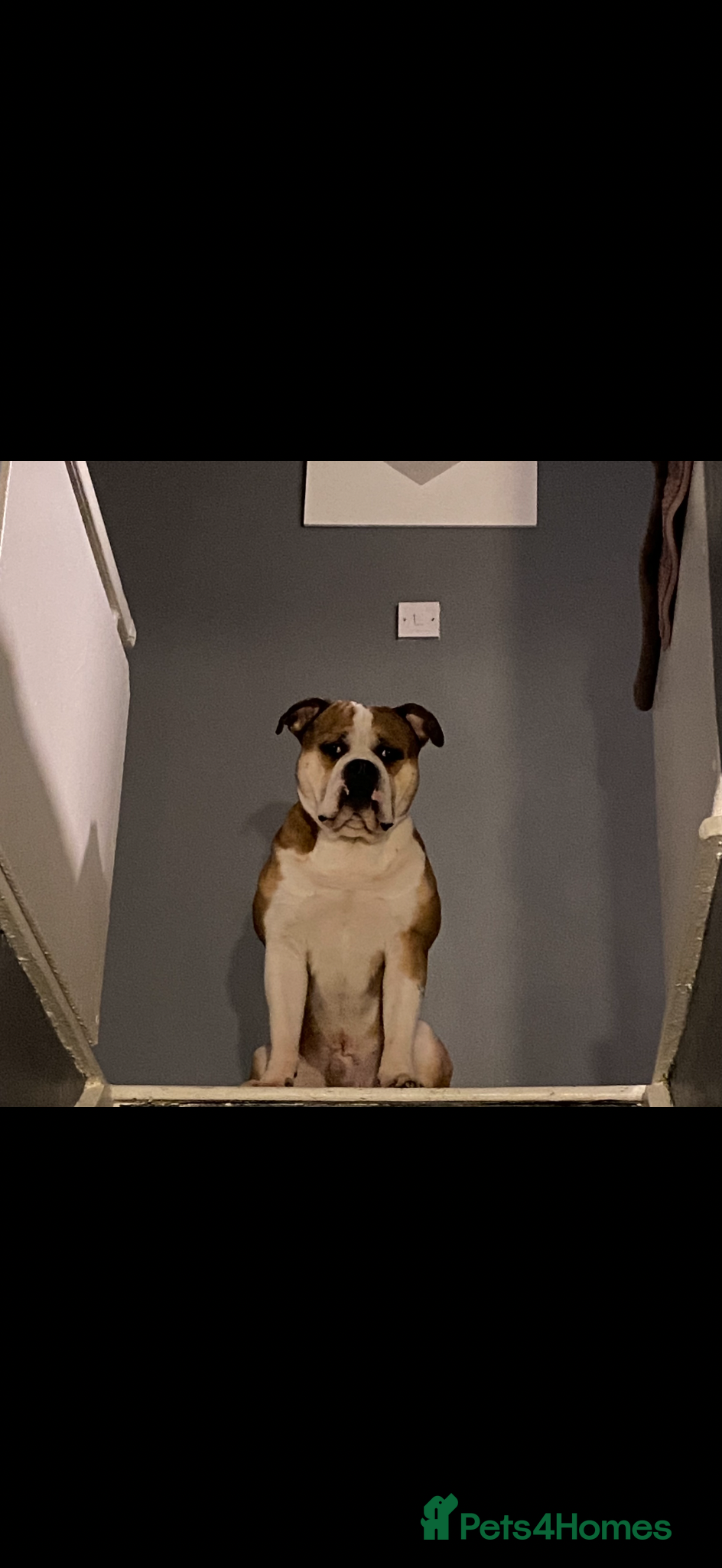 American Bully dogs POCKET BULLY FOR STUD - Advert 1