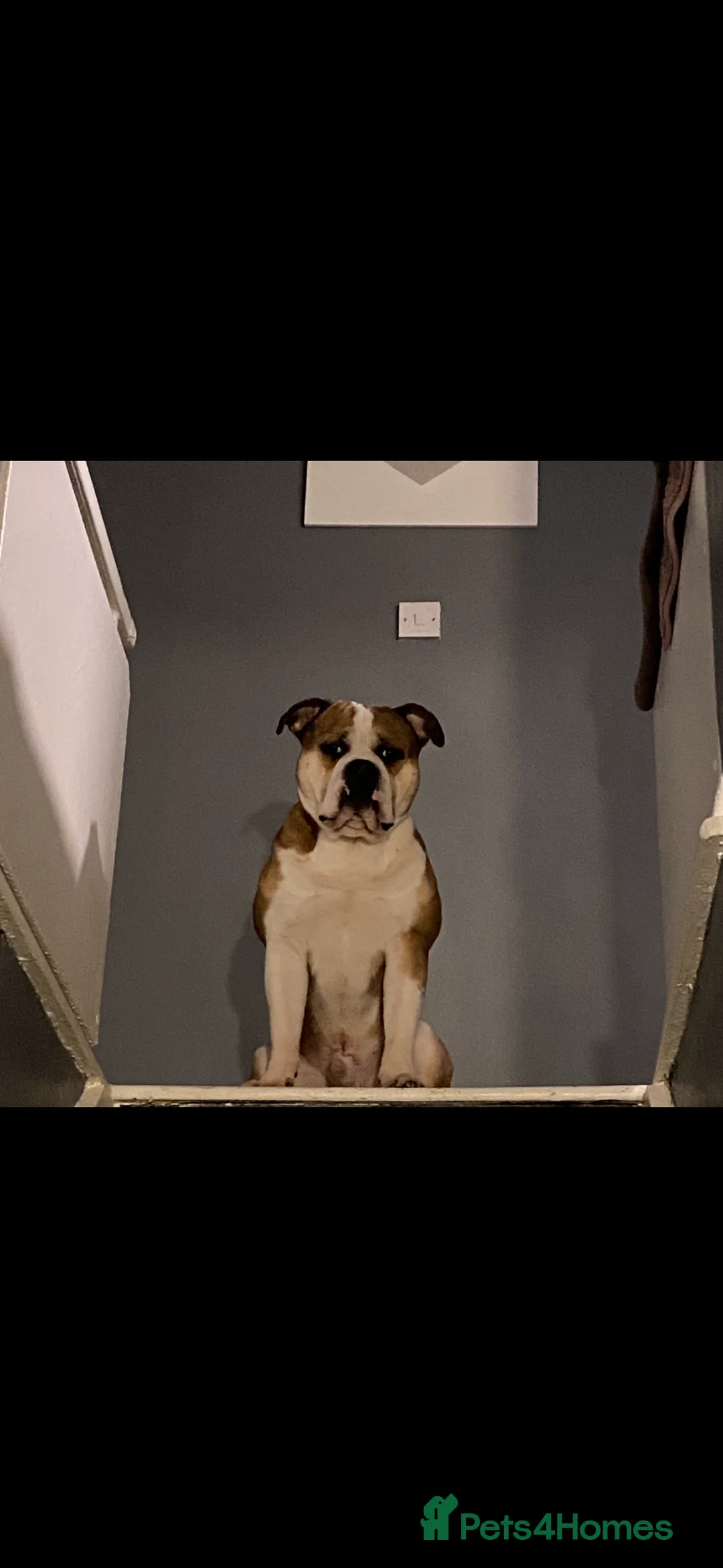American Bully dogs for stud: POCKET BULLY FOR STUD - Advert 1