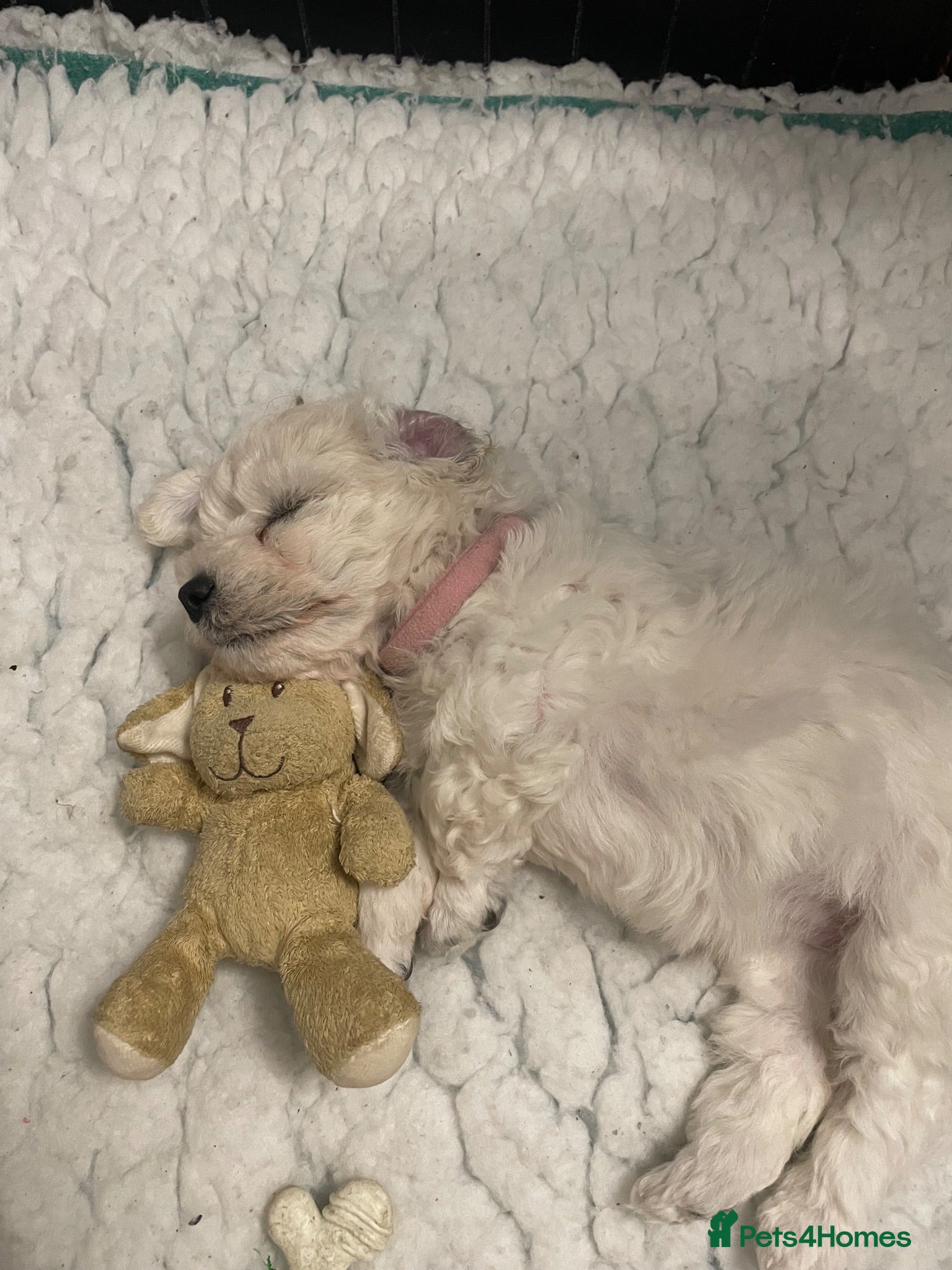 Bichon Frise dogs Bonnie - Advert 2