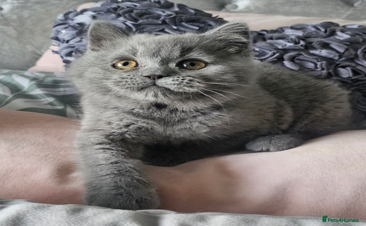 British Shorthair cats - Advert 9
