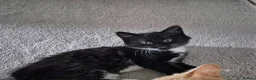 Mixed Breed cats for sale: Female kittens  - Advert 3