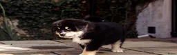 Mixed Breed dogs for sale: Bernese Mountain Dog x Alaskan Malamute puppies  - Advert 6
