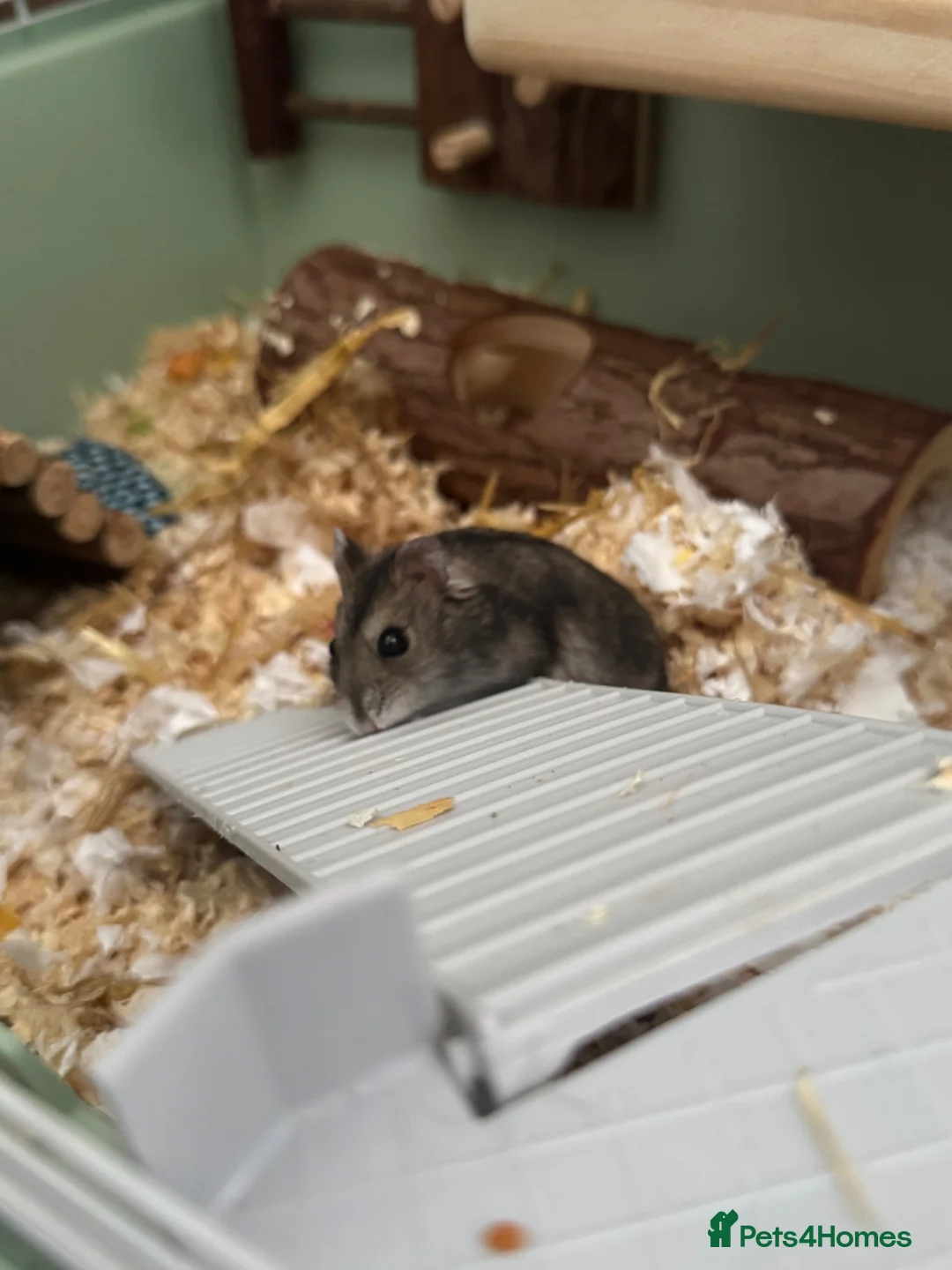 Hamster rodents for sale: Russian dwarf hamster  in Market Rasen - Advert 2