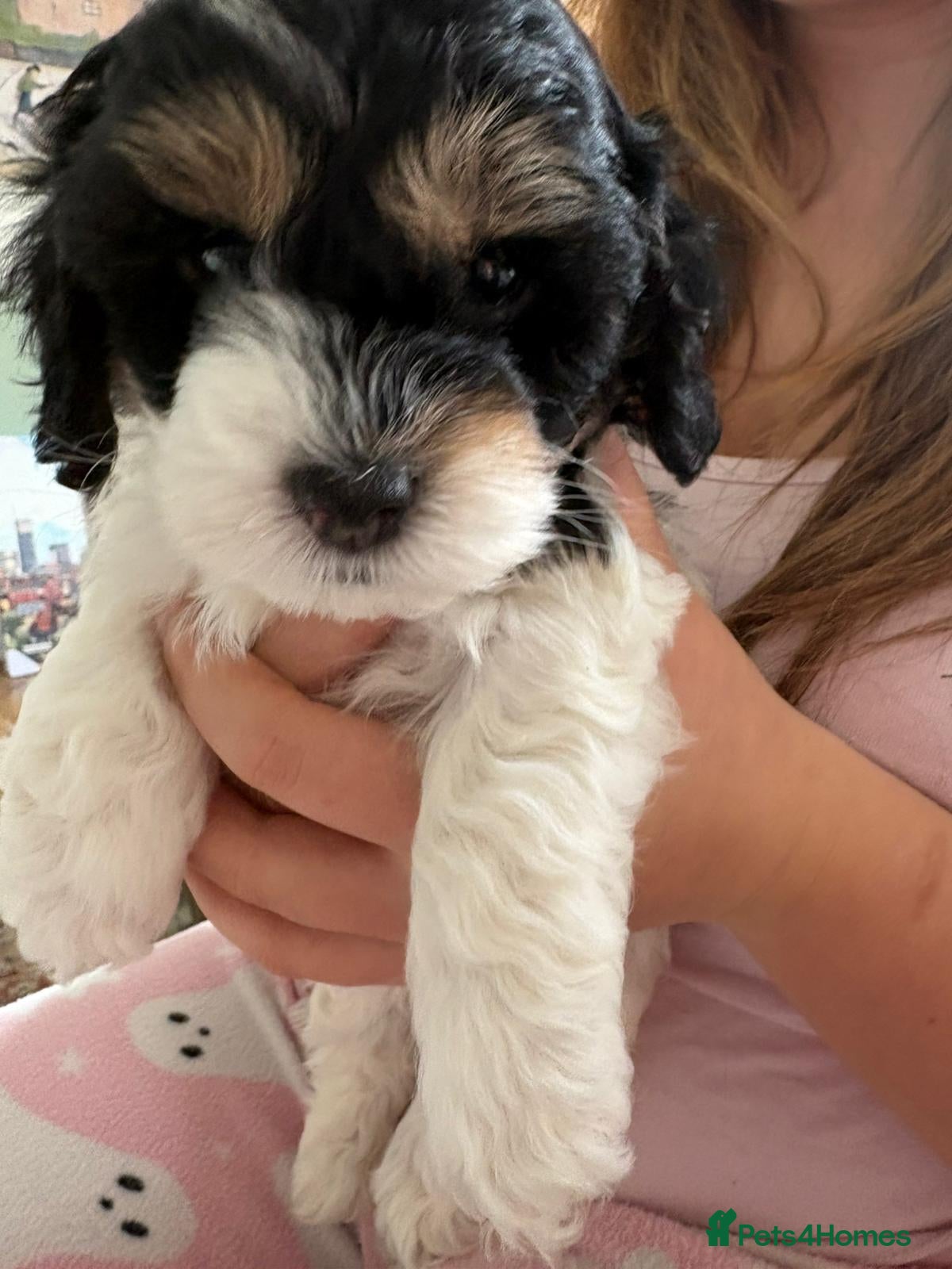 Cavapoo dogs Stunning tri coloured teddy bear Cavapoos x 6  - Advert 9