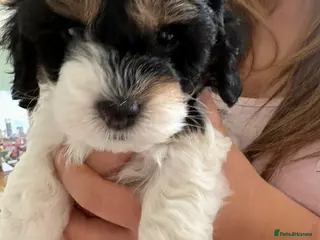 Cavapoo dogs Stunning tri coloured teddy bear Cavapoos x 6 - Advert 9