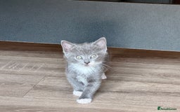 British Shorthair cats for sale: 5 adorable kittens  - Image 5
