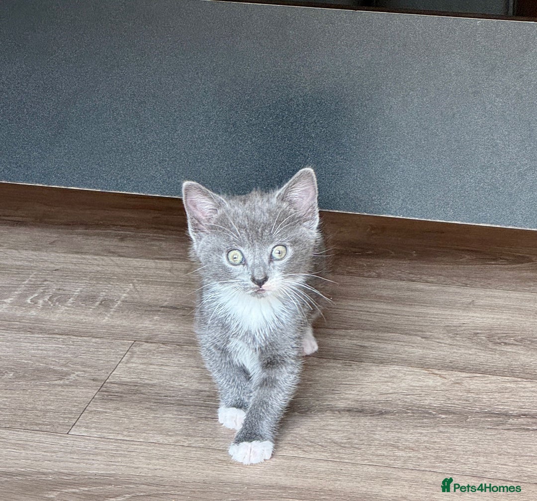 British Shorthair cats for sale: 5 adorable kittens  - Image 5