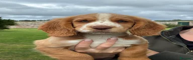 Cocker Spaniel 1