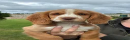 Cocker Spaniel dogs for sale: Cocker Spaniel Puppies -Ready Now - Advert 19