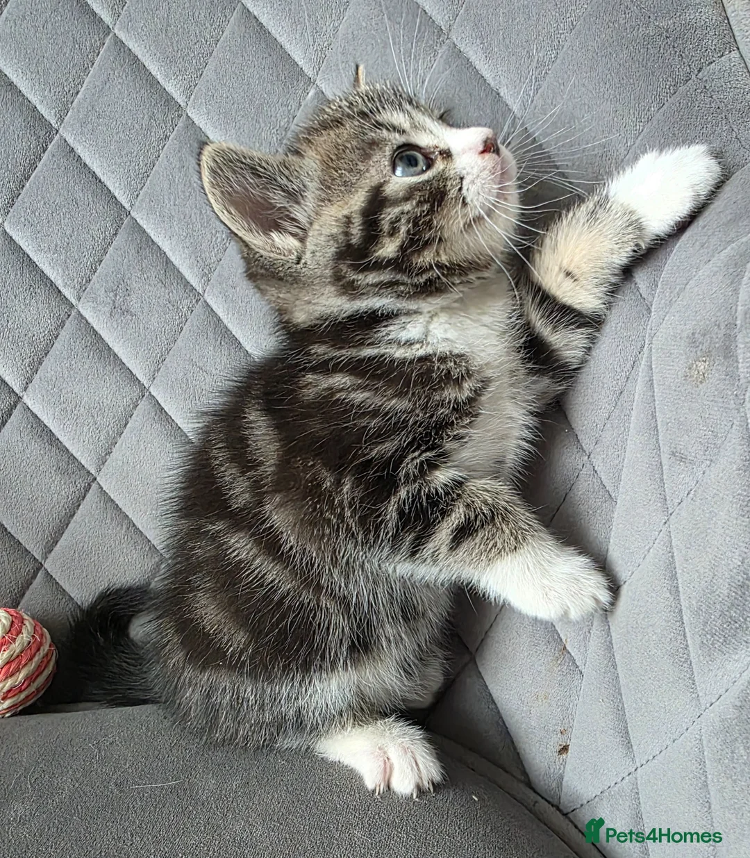 British Shorthair cats for sale: Beautiful Mixed British Shorthair Kittens - Advert 1