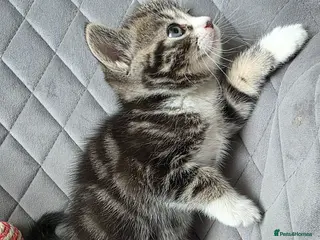 British Shorthair cats Beautiful Mixed British Shorthair Kittens - Advert 17