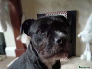 Mixed Breed dogs Meet Teddy devastated to have to rehome - Advert 3