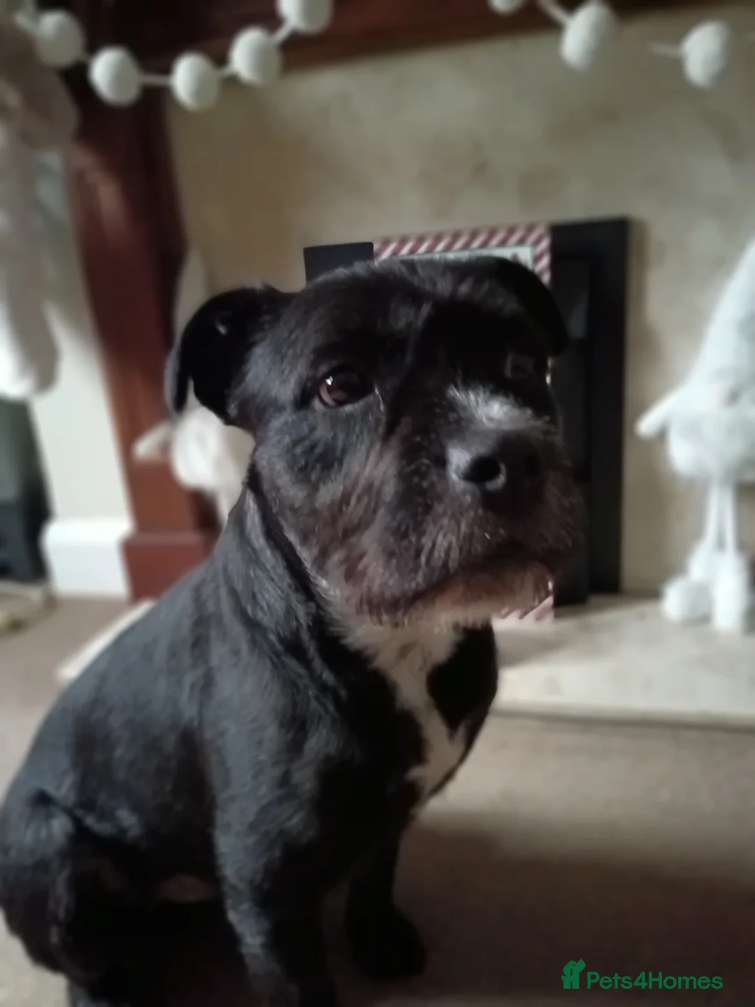 Mixed Breed dogs for sale: Meet Teddy devastated to have to rehome - Advert 1