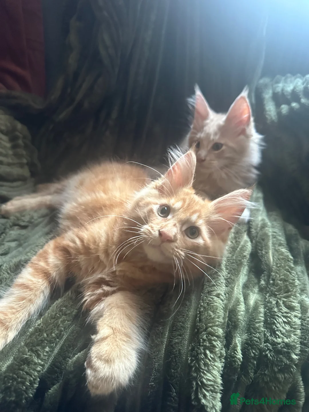 Maine Coon cats for sale: 🧡 Two Male Maine Coon Babies🧡 - Advert 2