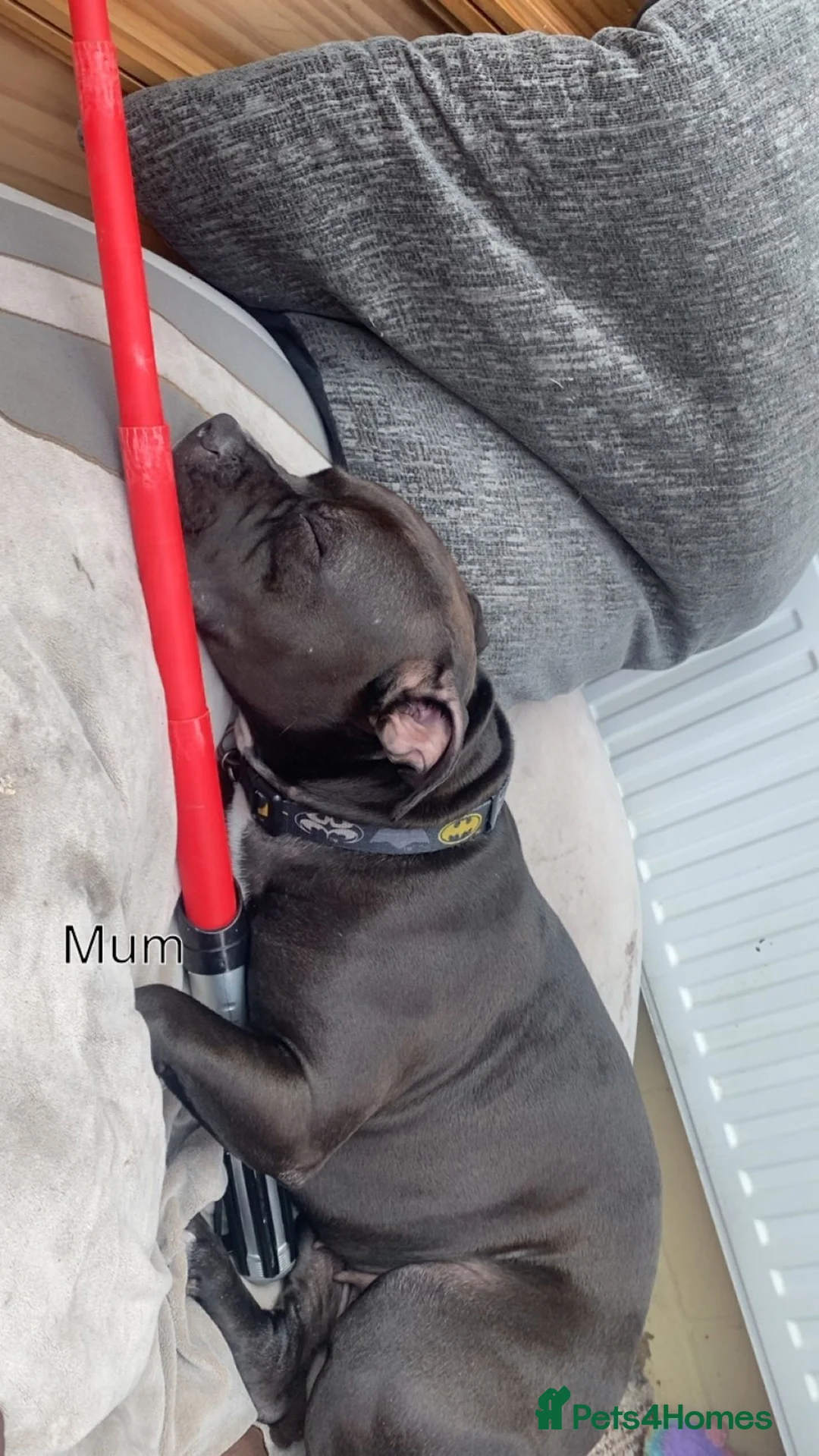 Staffordshire Bull Terrier dogs for sale: Beautiful Staffies pups  - Advert 3