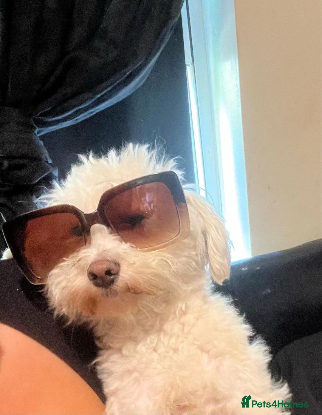 Maltipoo dogs for sale: Gorgeous Maltipoo boy  - Image 3