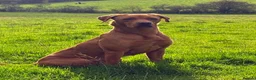 Labrador Retriever dogs for sale: Beautiful KC registered dark red Labrador puppies in York - Advert 2