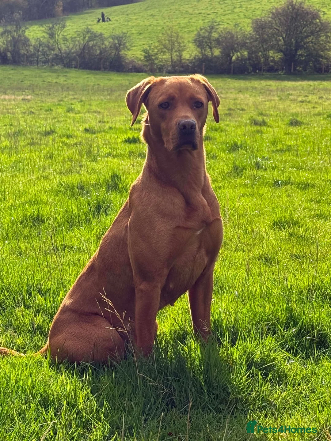 Labrador Retriever dogs for sale: Beautiful KC registered dark red Labrador puppies in York - Advert 2
