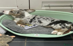 Welsh Corgi Cardigan dogs for sale: Beautiful Blue Cardigan Corgi Bitch  - Image 1