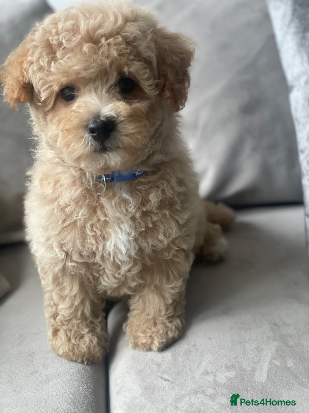 Poochon dogs for sale: Stunning litter - Image 6