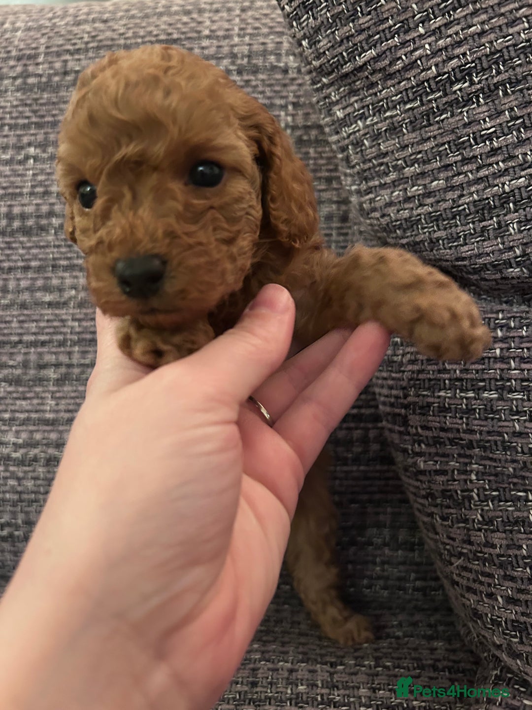 Miniature Poodle dogs for sale: Miniature poodles - Advert 2