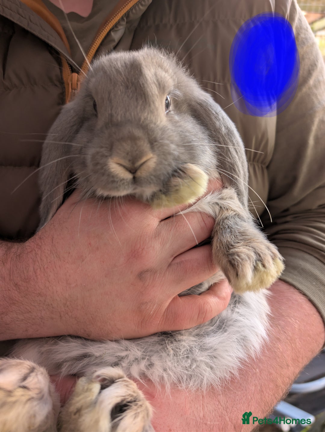 French Lop rabbits for sale: Beautiful French lops  - Image 11