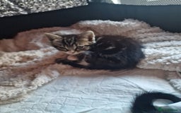 Mixed Breed cats for sale: 2 kittens for sale. A beautiful boy and a girl - Image 7