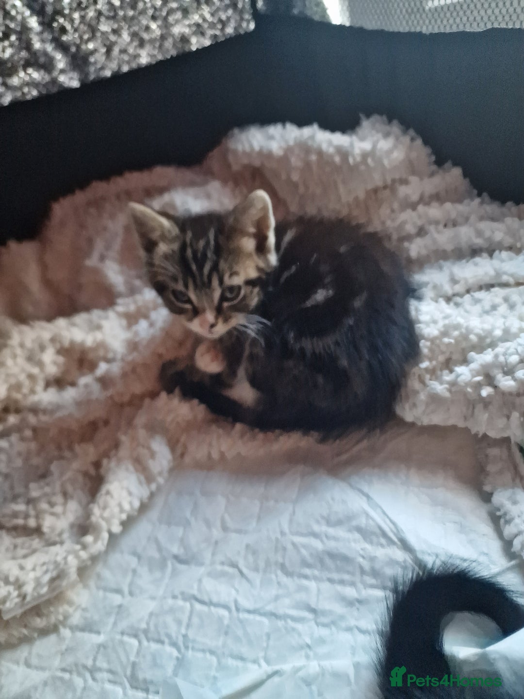 Mixed Breed cats for sale: 2 kittens for sale. A beautiful boy and a girl - Image 7