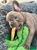 French Bulldog dogs - Advert 3