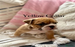 English Bulldog dogs for sale: READY NOW! vaccinated microchipped KC Bulldog pups in Rochford - Image 29