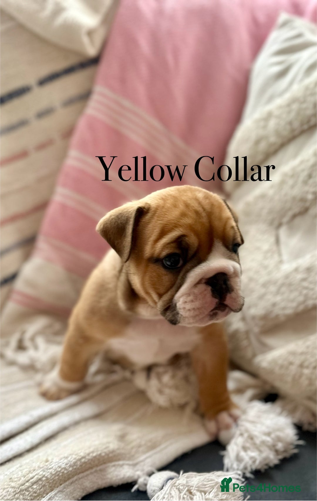 English Bulldog dogs for sale: READY NOW! vaccinated microchipped KC Bulldog pups in Rochford - Image 29
