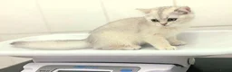 British Shorthair cats for sale: British girl  - Advert 5