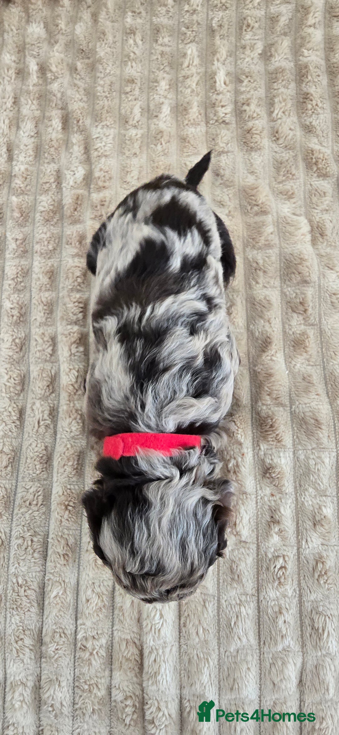 Standard Poodle dogs for sale: 7 Standard poodles for sale including 2 merle - Image 14