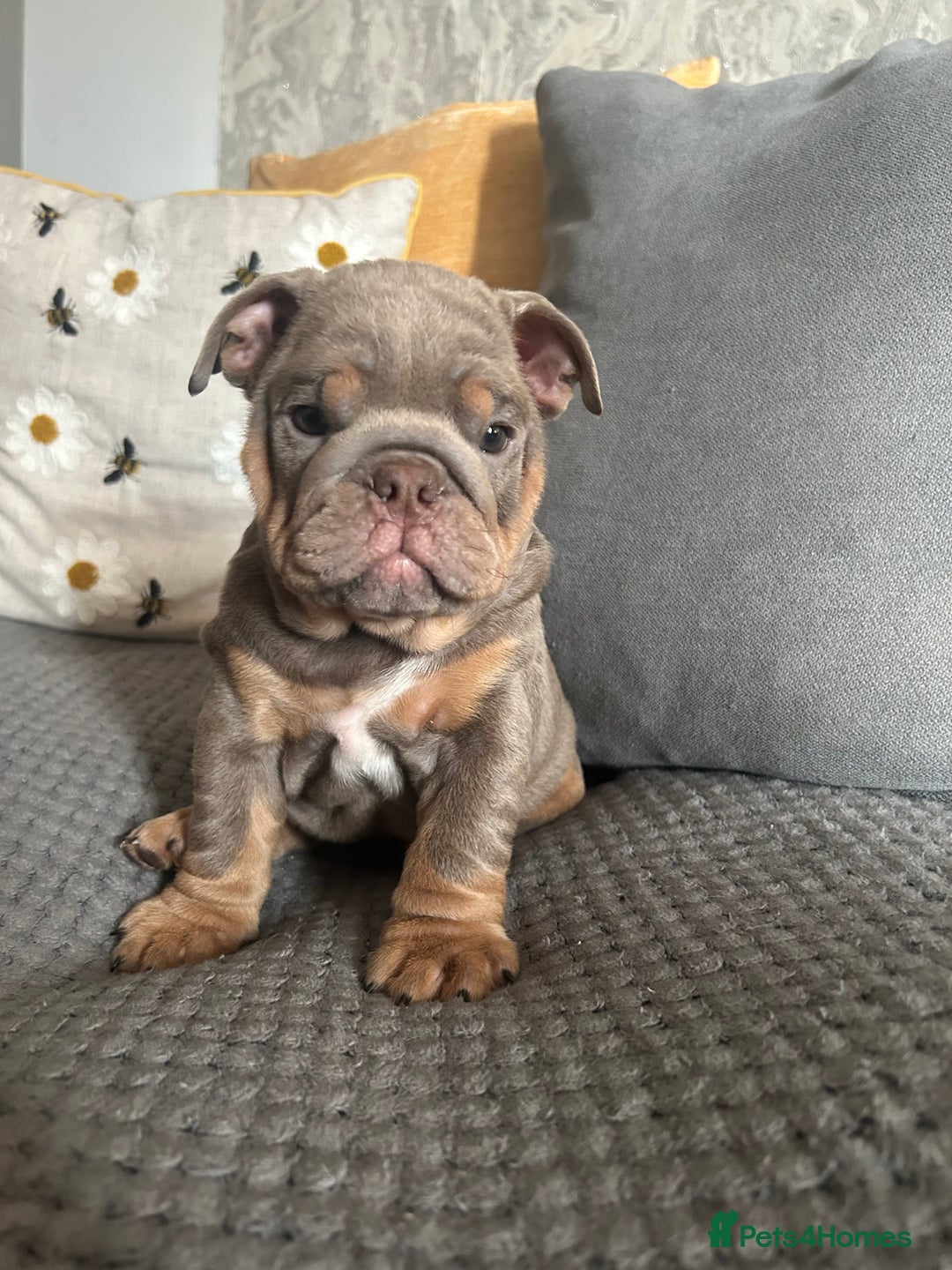 English Bulldog dogs for sale: Lilac and tan miniature female  - Image 4