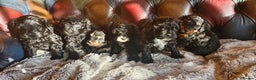 Cavapoo dogs for sale: Gorgeous f1b Cavapoo pups - Advert 15