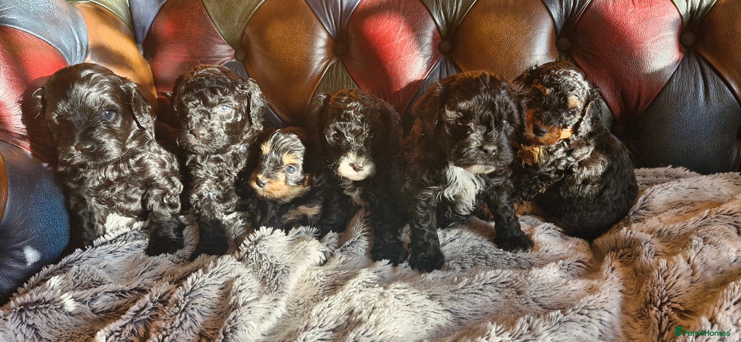 Cavapoo dogs for sale: Gorgeous f1b Cavapoo pups - Advert 15