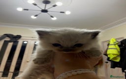 Ragdoll cats for sale: Beautiful Blue Point Ragdoll kittens - Image 26