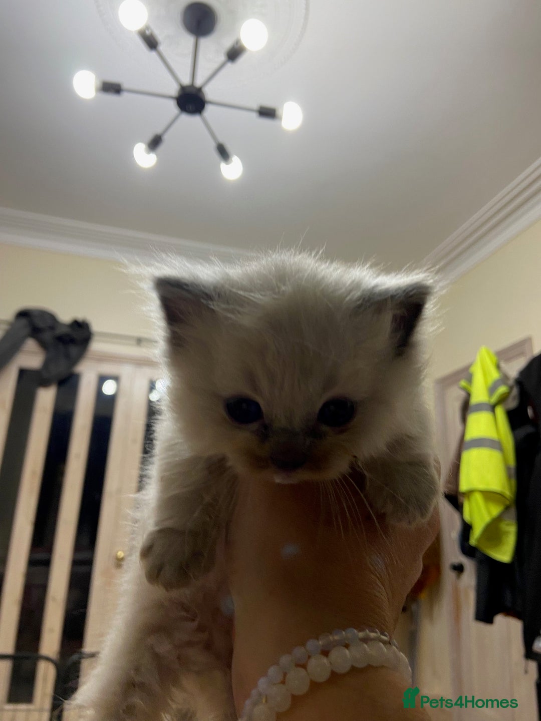Ragdoll cats for sale: Beautiful Blue Point Ragdoll kittens - Image 26
