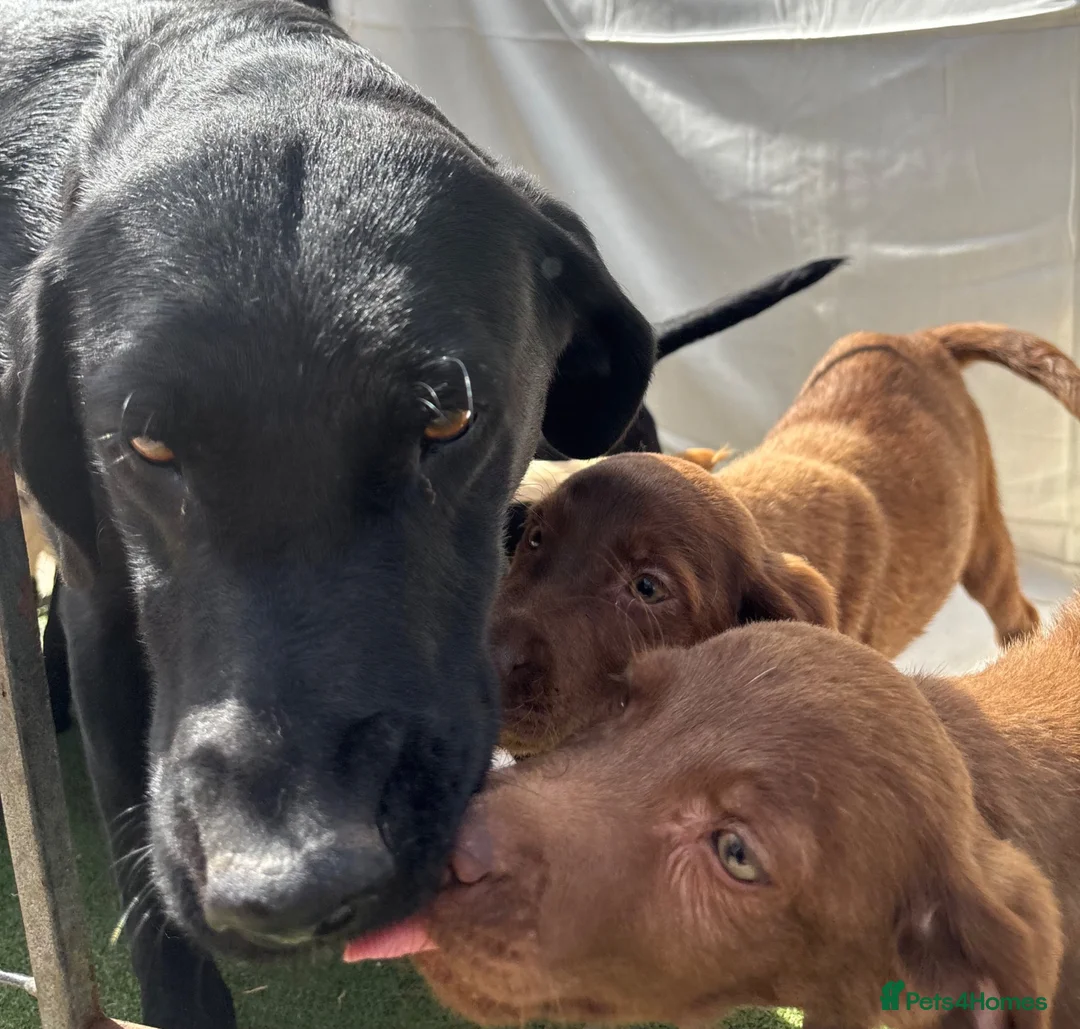 Labrador Retriever dogs for sale: Gorgeous Labrador puppies  - Advert 29
