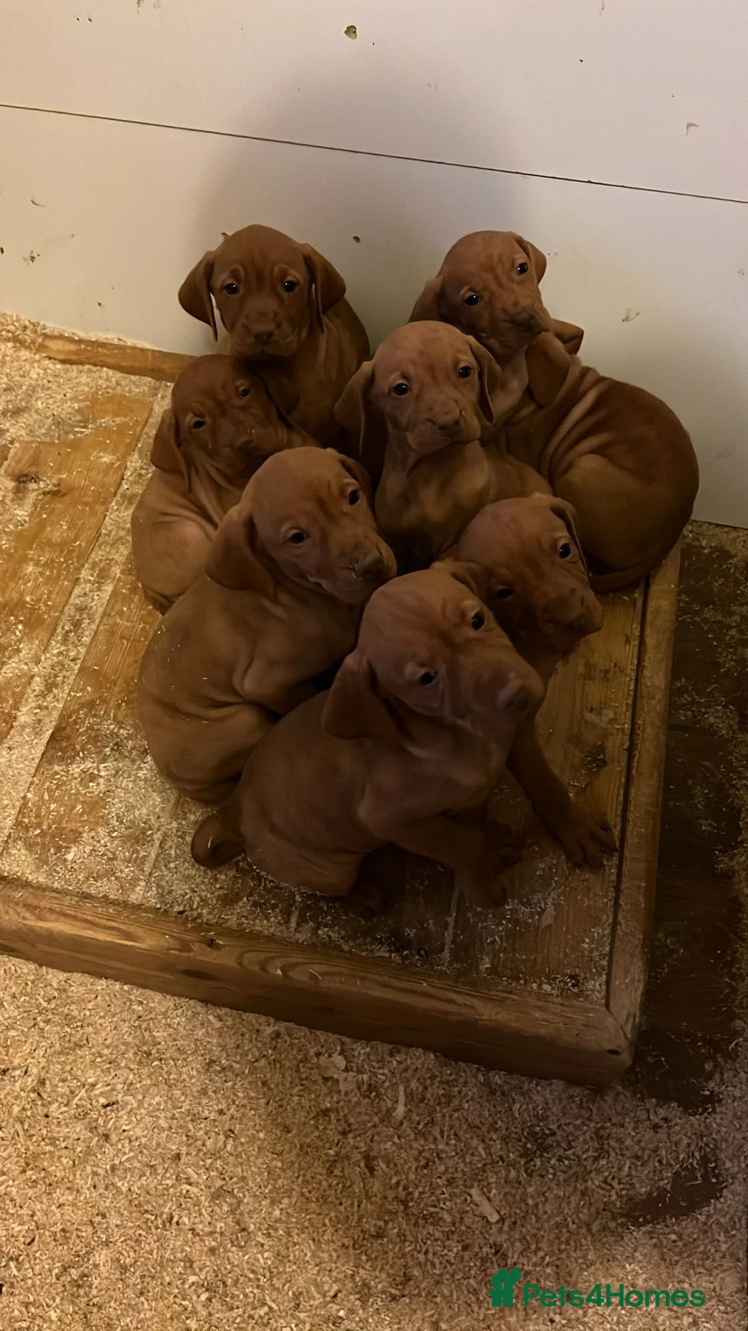 Hungarian Vizsla dogs for sale: Hungarian vizsla pups - Advert 17
