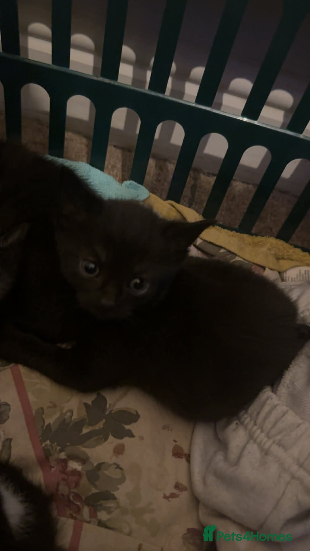 Domestic Shorthair cats for sale: 4 lovely kittens looking for forever home  - Advert 4